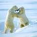 sparring-polar-bears-492311-ga