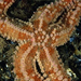 sea-star-myanmar-961556-ga