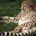 cheetah-nap-272192-ga