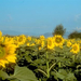 tuscan-sunflowers-741554-ga