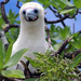 normal Booby chick