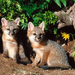 normal Interrupted, Grey Foxes