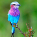 normal Lilac Breasted Roller, Africa