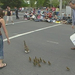 duckparade