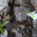 Pinguicula alpina (Triglav)