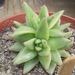 echeveria agavoides