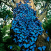 blue-butterfly-tree