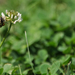 méhecske-virág-lóhere