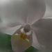 orchidea a homályban