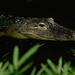 american alligator