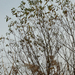 Hamvas fűz (Salix cinerea)