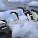 penguins-dive 1811616i