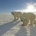 polar-bears-sun 1811592i