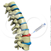 223044-Royalty-Free-RF-Clipart-Illustration-Of-A-3d-Spine-With-D