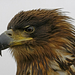 474White-tailed-Eagle