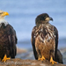 patriotic-bald-eagles 41590