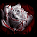 blood rose