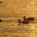 Ducks on goldenbrige
