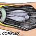 apical complex2