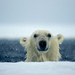 polar-bear-wet 667 990x742