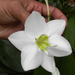 trópusi fehér virág