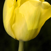 tulip