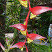 0378 Maui-Tropical Gardens