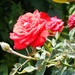 Vörös rózsa3