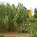 Bambusz és angyaltrombita