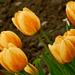 tulipsárga3
