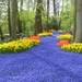 Album - Keukenhof