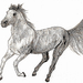 horse drawing1