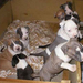american staffordshire 01 terrier puppies