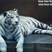 white-tigers-01