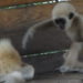 Fehér kezű gibbon (4)