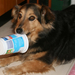 csipi kutyám és a tejfölös pohár