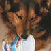 csipi kutyám és a tejfölös pohár (2)