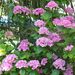 Hydrangea macrophylla