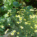 Coreopsis verticillata