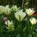 Tulipa 'Spring Green'