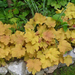 Heuchera hybrida 'Caramel'