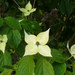 Cornus kousa 'Teutonia'