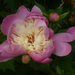 Paeonia lactiflora 'Bowl of Beauty'