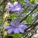 Clematis 'Mrs. Cholmondeley'