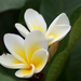 Pluméria -tróousi virág