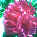Pünkösdi rózsa 01