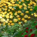 szala-hármashalom-virágokból