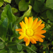 calendula 02JPG