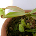 Nepenthes 004