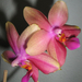 Phalaenopsis, Sweet Memory 'Liodoro'